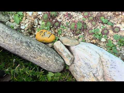 #Silver Spruce #Noji Rock Pine Album, Blue Sedum #Silver Spruce #Noji Rock Pine Album, Blue Sedum