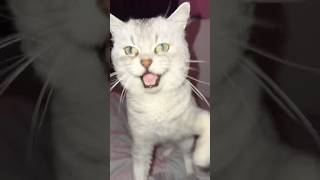 Squid Game For Cats..