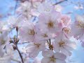 Cherry Blossoms （さくらさくら） Japanese koto