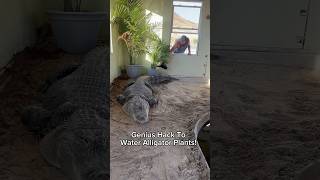 Genius Hack To Water Alligator Plants