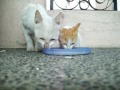 Enticing the wild cat and its kitten out of the rain gutter to eat. Maligaya, Philippines