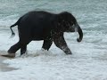 Baby elephant swim