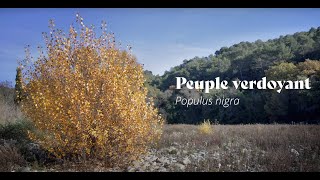Peuple Verdoyant - Peuplier Noir De Flòra E Daiga - École Dagel