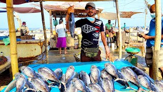 How Crisis Effects  Negombo Fish Market !