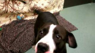 Meet Jasmine A Terrier, Pit Bull Currently Available For Adoption At Petango 382011 62444 P