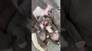 Cute Staffy Puppies Sleeping After Feeding Off Mum