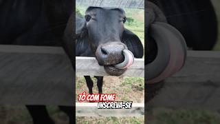Tô Com Fome De Capim