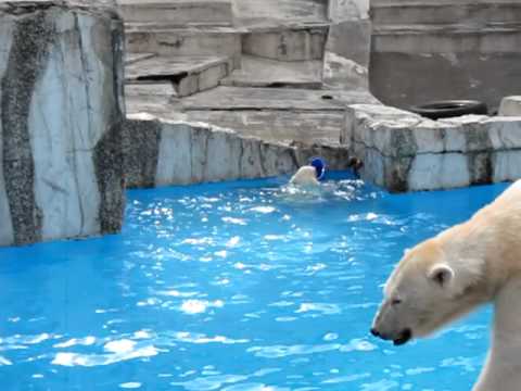 札幌・円山動物園ホッキョクグマちびちゃんプール遊び