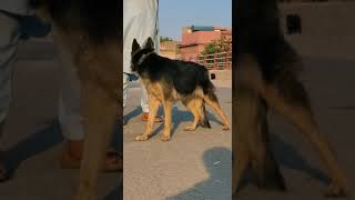 Beljam Shaferd Female For Sale Age 10 Month Call And Whats App 03409551555