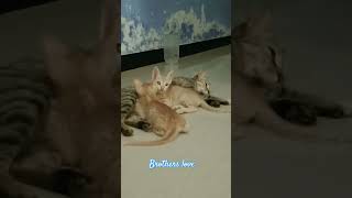 Cat Lovers