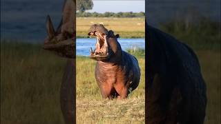 Why Do Hippos Spray Their Poop