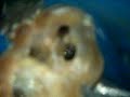 mta placing under microscope view