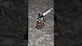 Kelebek Ömrü Kısa, Etkisi Sonsuzdur.