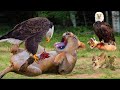 Eagle attacks, Eagle vs Lion, Eagle vs Wild Animal | Discovery Wild Animal World 2023