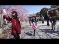 Moments in Kyoto - Ohanami | Cherry Blossom Viewing Kyoto Japan お花見 夜桜見物 京都観光