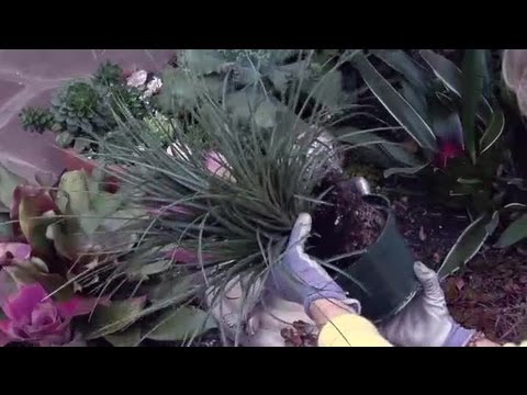 How to Re-Transplant Bromeliads : Gardening Advice Now Subscription Center Add User Ehowgarden Watch More Ehowgarden Re Transplanting...
