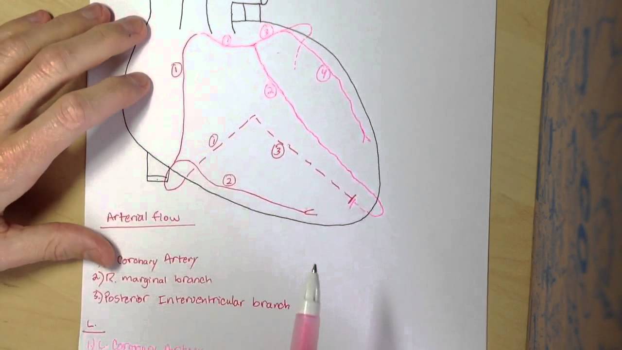 Blood flow through the heart: Coronary circulation - YouTube