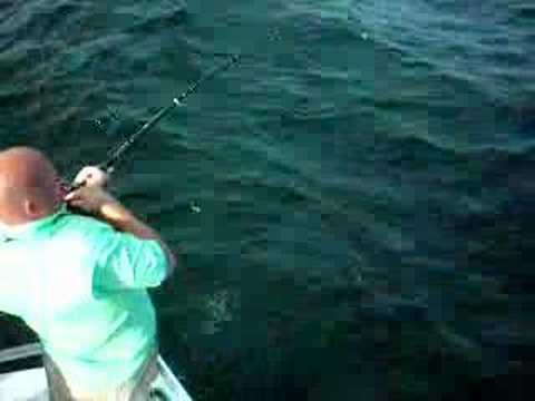Deep  Fishing Orange Beach on Orange Beach  Alabama Amberjack Deep Sea Fishing