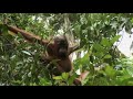 CIFOR