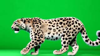 A Leopard Walking Across Green Screen Animated Chromakey Background Style Depth Elements Frame