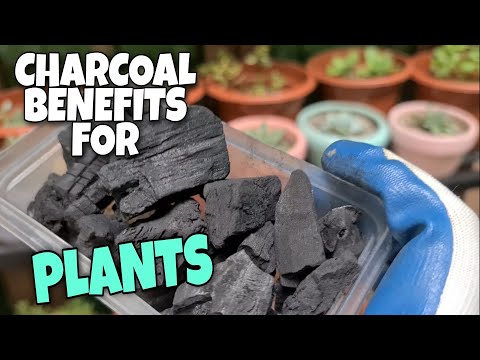 CHARCOAL /ULING BENEFITS FOR PLANTS || PAANO GAMITIN IN EFFECTIVE WAY