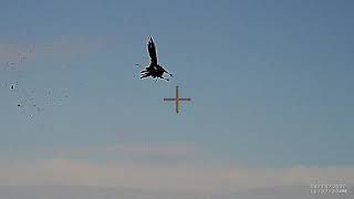 Wood Pigeon And Crow Shooting Over Decoys, Shotgun-Shotkam Part 1 Morning Pigeon & Crow Hunting Uk