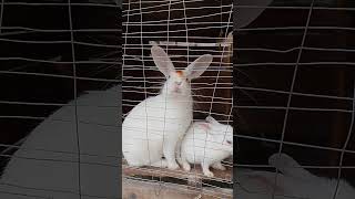 Rabbit