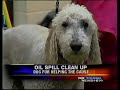 AMP donates fur for oil spill