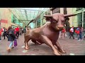 bullring