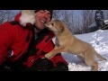 CUTEST PUPPY EVER!!! - Iditarod 2015 [Day 4]