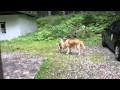 Rapporti da cani