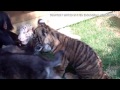 Distraction: Chimp, tigers and wolf play