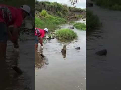 buaya jinak sama manusia