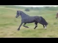 Horse mating compilation 8 Animals mating Horse mating compilation 8 Animals mating
