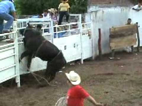panochos y bergas grandes