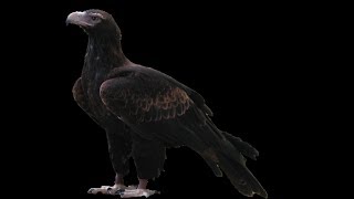 Trilogy Of Life - Walking With Cavemen - Verreaux Eagle Aquila Verreauxii