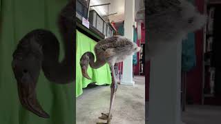 The Baby Flamingos Grew Up Too Fast