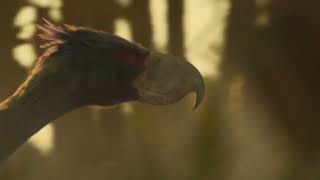 Life On Our Planet 2023 - Phorusrhacos Screen Time