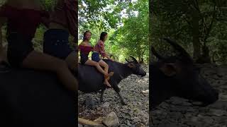Riding Buffalo Riding Carabao In My Village