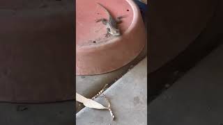 Lizzie The Garage Gecko