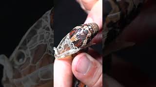 Snake Sheds In My Hands