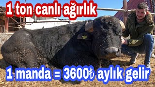 20 Kg Süt Veren Manda Olur Mu? Afyonkarahi̇sar Manda Çi̇ftli̇ği̇nde Manda Hayvanini İnceledi̇k. Gopro