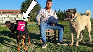 Yeni Köpek Yavru Rottweiler Çok Cesaretli̇