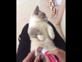Những chú mèo dễ thương nhất thế giới Siêu cute (P12)