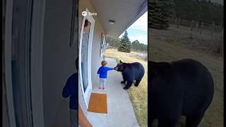Little Boy Feeding A Bear On The Porch