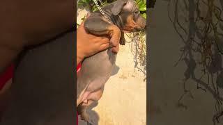 Tri Colour12 Hjrpocket Size American Bully Female Bullz Kennel Sangrur -7009116343
