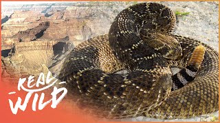The Incredible Wildlife Hiding In The Grand Canyon Wildlife Doentary Wild America Real Wild