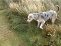 Catahoula Leopard Dog Temperament | RM. Catahoula Leopard Dog Temperament | RM.