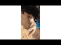 Baby Fox Loves To Play With Bigger Cat (Storyful, Cats)