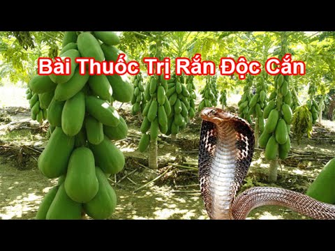 Hướng Dẫn Sơ Cứu Khi Bị Rắn Độc Cắn - Bài Thuốc Trị Rắn Độc Cắn Vô Cùng Hiệu Quả